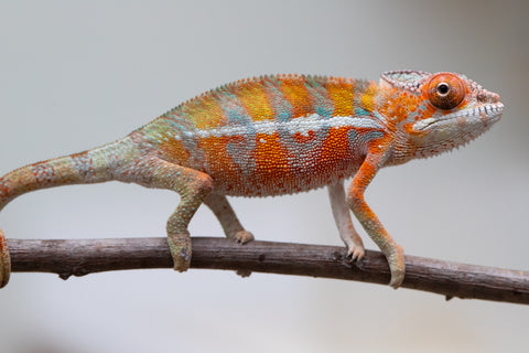 Holdbacks/Individuals: Ambilobe offspring from "Ny-nofy" (AKA The Dream) x "Itompokolahy-erika" (AKA Latter Rain) - Hatched May 2025 - Male #3