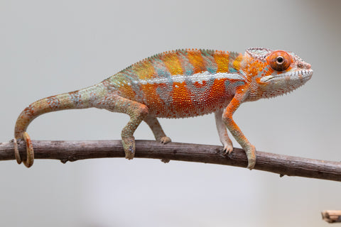 Holdbacks/Individuals: Ambilobe offspring from "Ny-nofy" (AKA The Dream) x "Itompokolahy-erika" (AKA Latter Rain) - Hatched May 2025 - Male #3