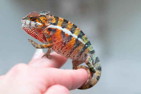 Holdbacks/Individuals: Ambilobe offspring from "Ny-nofy" (AKA The Dream) x "Itompokolahy-erika" (AKA Latter Rain) - Hatched May 2025 - Male #3