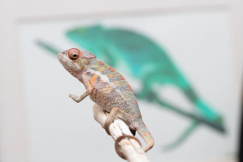 Holdbacks/Individuals: Ambilobe offspring from "Ny-nofy" (AKA The Dream) x "Itompokolahy-erika" (AKA Latter Rain) - Hatched May 2025 - Male #3