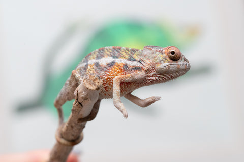 Holdbacks/Individuals: Ambilobe offspring from "Ny-nofy" (AKA The Dream) x "Itompokolahy-erika" (AKA Latter Rain) - Hatched May 2025 - Male #3