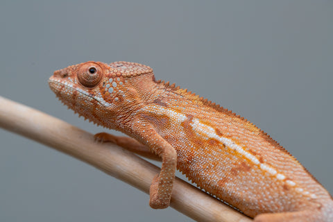Holdbacks/Individuals: Ambilobe offspring from "Ny-nofy" (AKA The Dream) x "Itompokolahy-erika" (AKA Latter Rain) - Hatched Dec 2024 - Female #1