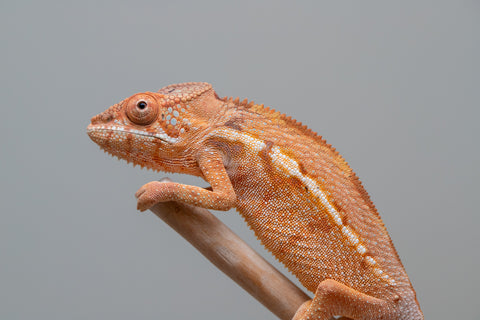 Holdbacks/Individuals: Ambilobe offspring from "Ny-nofy" (AKA The Dream) x "Itompokolahy-erika" (AKA Latter Rain) - Hatched Dec 2024 - Female #1