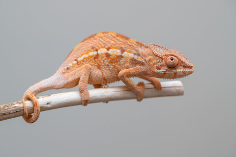 Holdbacks/Individuals: Ambilobe offspring from "Ny-nofy" (AKA The Dream) x "Itompokolahy-erika" (AKA Latter Rain) - Hatched Dec 2024 - Female #1