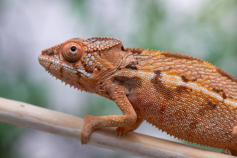 Holdbacks/Individuals: Ambilobe offspring from "Ny-nofy" (AKA The Dream) x "Itompokolahy-erika" (AKA Latter Rain) - Hatched Dec 2024 - Female #1