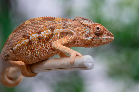 Holdbacks/Individuals: Ambilobe offspring from "Ny-nofy" (AKA The Dream) x "Itompokolahy-erika" (AKA Latter Rain) - Hatched Dec 2024 - Female #1