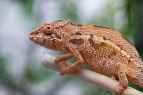 Holdbacks/Individuals: Ambilobe offspring from "Ny-nofy" (AKA The Dream) x "Itompokolahy-erika" (AKA Latter Rain) - Hatched Dec 2024 - Female #1