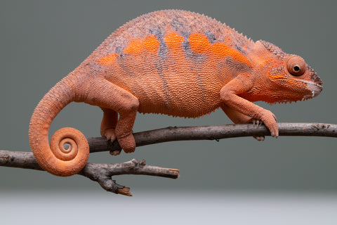 Holdbacks/Individuals: Ambilobe offspring from "Ny-nofy" (AKA The Dream) x "Itompokolahy-erika" (AKA Latter Rain) - Hatched Dec 2024 - Female #2