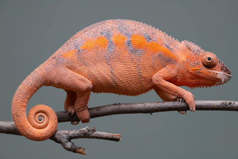 Holdbacks/Individuals: Ambilobe offspring from "Ny-nofy" (AKA The Dream) x "Itompokolahy-erika" (AKA Latter Rain) - Hatched Dec 2024 - Female #2