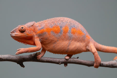 Holdbacks/Individuals: Ambilobe offspring from "Ny-nofy" (AKA The Dream) x "Itompokolahy-erika" (AKA Latter Rain) - Hatched Dec 2024 - Female #2