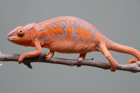 Holdbacks/Individuals: Ambilobe offspring from "Ny-nofy" (AKA The Dream) x "Itompokolahy-erika" (AKA Latter Rain) - Hatched Dec 2024 - Female #2