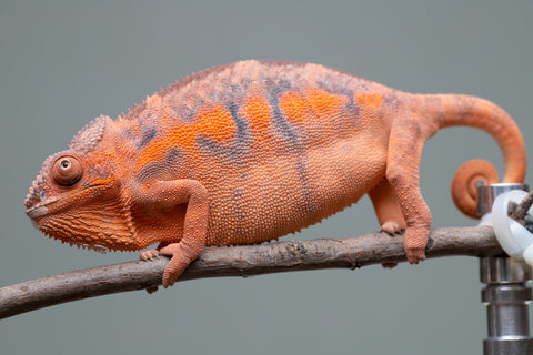 Holdbacks/Individuals: Ambilobe offspring from "Ny-nofy" (AKA The Dream) x "Itompokolahy-erika" (AKA Latter Rain) - Hatched Dec 2024 - Female #2