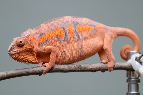 Holdbacks/Individuals: Ambilobe offspring from "Ny-nofy" (AKA The Dream) x "Itompokolahy-erika" (AKA Latter Rain) - Hatched Dec 2024 - Female #2