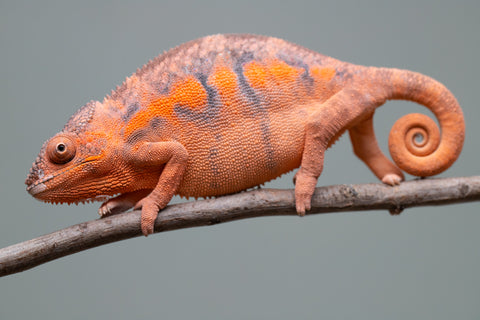 Holdbacks/Individuals: Ambilobe offspring from "Ny-nofy" (AKA The Dream) x "Itompokolahy-erika" (AKA Latter Rain) - Hatched Dec 2024 - Female #2