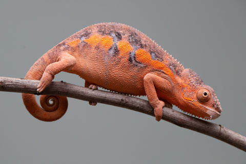 Holdbacks/Individuals: Ambilobe offspring from "Ny-nofy" (AKA The Dream) x "Itompokolahy-erika" (AKA Latter Rain) - Hatched Dec 2024 - Female #2