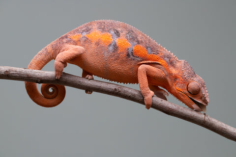 Holdbacks/Individuals: Ambilobe offspring from "Ny-nofy" (AKA The Dream) x "Itompokolahy-erika" (AKA Latter Rain) - Hatched Dec 2024 - Female #2