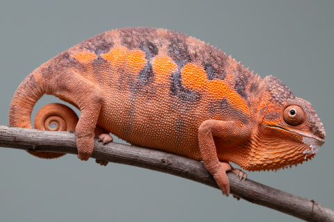 Holdbacks/Individuals: Ambilobe offspring from "Ny-nofy" (AKA The Dream) x "Itompokolahy-erika" (AKA Latter Rain) - Hatched Dec 2024 - Female #2