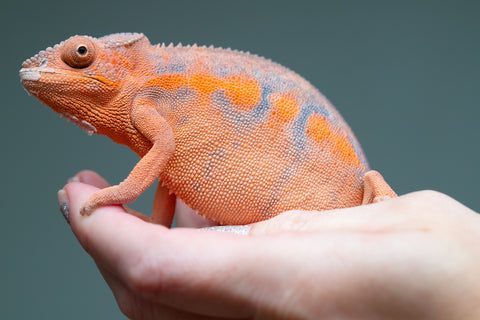 Holdbacks/Individuals: Ambilobe offspring from "Ny-nofy" (AKA The Dream) x "Itompokolahy-erika" (AKA Latter Rain) - Hatched Dec 2024 - Female #2