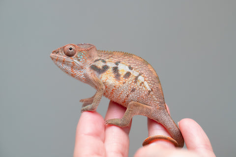 Holdbacks/Individuals: Ambilobe offspring from "Ny-nofy" (AKA The Dream) x "Safo-drano" (AKA Deluge) - Hatched Feb 2025 - Female #1