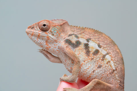 Holdbacks/Individuals: Ambilobe offspring from "Ny-nofy" (AKA The Dream) x "Safo-drano" (AKA Deluge) - Hatched Feb 2025 - Female #1