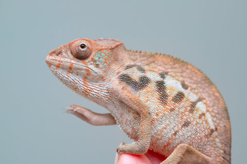 Holdbacks/Individuals: Ambilobe offspring from "Ny-nofy" (AKA The Dream) x "Safo-drano" (AKA Deluge) - Hatched Feb 2025 - Female #1