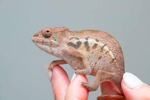 Holdbacks/Individuals: Ambilobe offspring from "Ny-nofy" (AKA The Dream) x "Safo-drano" (AKA Deluge) - Hatched Feb 2025 - Female #1