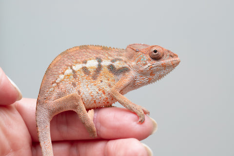 Holdbacks/Individuals: Ambilobe offspring from "Ny-nofy" (AKA The Dream) x "Safo-drano" (AKA Deluge) - Hatched Feb 2025 - Female #1