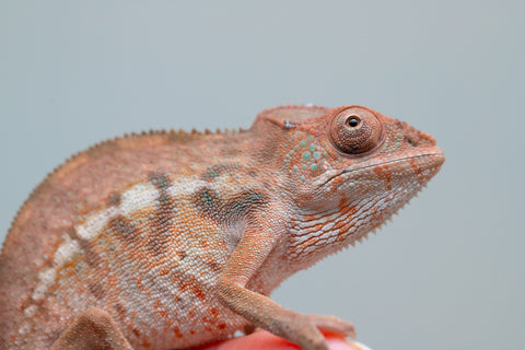 Holdbacks/Individuals: Ambilobe offspring from "Ny-nofy" (AKA The Dream) x "Safo-drano" (AKA Deluge) - Hatched Feb 2025 - Female #1