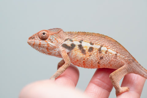 Holdbacks/Individuals: Ambilobe offspring from "Ny-nofy" (AKA The Dream) x "Safo-drano" (AKA Deluge) - Hatched Feb 2025 - Female #1