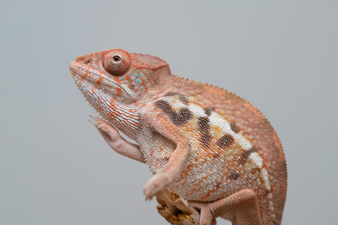 Holdbacks/Individuals: Ambilobe offspring from "Ny-nofy" (AKA The Dream) x "Safo-drano" (AKA Deluge) - Hatched Feb 2025 - Female #1