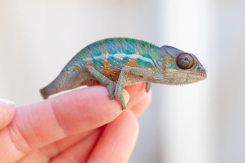 Holdbacks/Individuals: Ambilobe offspring from "Ny-nofy" (AKA The Dream) x "Safo-drano" (AKA Deluge) - Hatched Feb 2025 - Male #1
