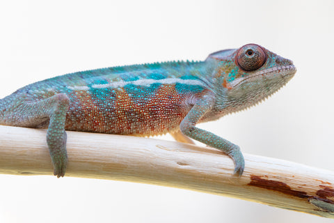 Holdbacks/Individuals: Ambilobe offspring from "Ny-nofy" (AKA The Dream) x "Safo-drano" (AKA Deluge) - Hatched Feb 2025 - Male #1