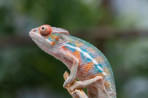 Holdbacks/Individuals: Ambilobe offspring from "Ny-nofy" (AKA The Dream) x "Safo-drano" (AKA Deluge) - Hatched Feb 2025 - Male #1