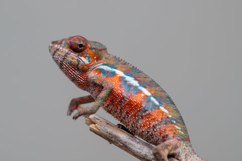 Holdbacks/Individuals: Ambilobe offspring from "Ny-nofy" (AKA The Dream) x "Safo-drano" (AKA Deluge) - Hatched Feb 2025 - Male #2