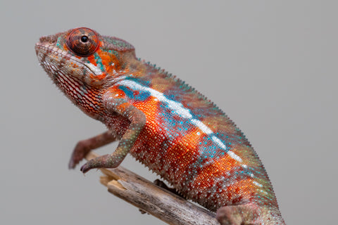 Holdbacks/Individuals: Ambilobe offspring from "Ny-nofy" (AKA The Dream) x "Safo-drano" (AKA Deluge) - Hatched Feb 2025 - Male #2