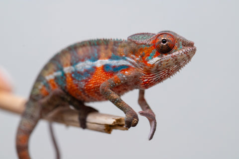 Holdbacks/Individuals: Ambilobe offspring from "Ny-nofy" (AKA The Dream) x "Safo-drano" (AKA Deluge) - Hatched Feb 2025 - Male #2