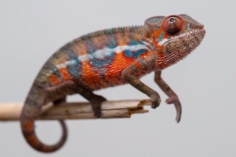 Holdbacks/Individuals: Ambilobe offspring from "Ny-nofy" (AKA The Dream) x "Safo-drano" (AKA Deluge) - Hatched Feb 2025 - Male #2