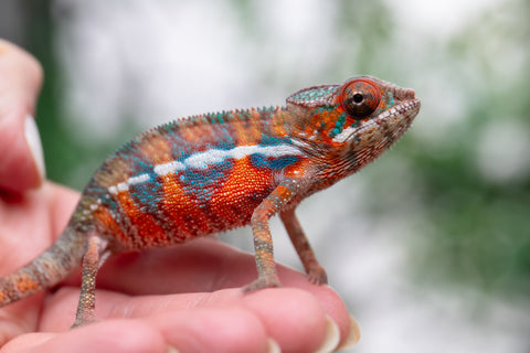 Holdbacks/Individuals: Ambilobe offspring from "Ny-nofy" (AKA The Dream) x "Safo-drano" (AKA Deluge) - Hatched Feb 2025 - Male #2