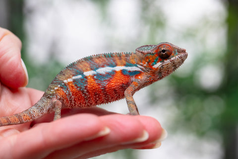 Holdbacks/Individuals: Ambilobe offspring from "Ny-nofy" (AKA The Dream) x "Safo-drano" (AKA Deluge) - Hatched Feb 2025 - Male #2