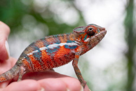 Holdbacks/Individuals: Ambilobe offspring from "Ny-nofy" (AKA The Dream) x "Safo-drano" (AKA Deluge) - Hatched Feb 2025 - Male #2