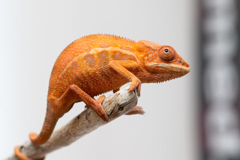 Holdbacks/Individuals: Ambilobe offspring from "Ny-nofy" (AKA The Dream) x "Safo-drano" (AKA Deluge) - Hatched March 2025 - Female #1