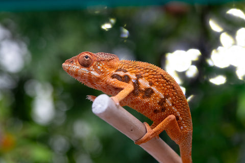 Holdbacks/Individuals: Ambilobe offspring from "Ny-nofy" (AKA The Dream) x "Safo-drano" (AKA Deluge) - Hatched March 2025 - Female #2
