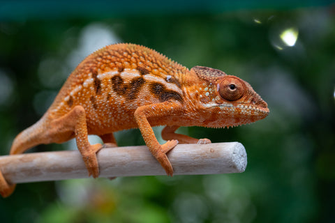 Holdbacks/Individuals: Ambilobe offspring from "Ny-nofy" (AKA The Dream) x "Safo-drano" (AKA Deluge) - Hatched March 2025 - Female #2