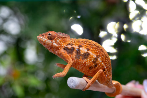 Holdbacks/Individuals: Ambilobe offspring from "Ny-nofy" (AKA The Dream) x "Safo-drano" (AKA Deluge) - Hatched March 2025 - Female #2