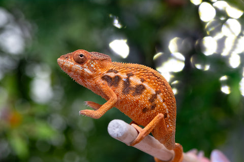 Holdbacks/Individuals: Ambilobe offspring from "Ny-nofy" (AKA The Dream) x "Safo-drano" (AKA Deluge) - Hatched March 2025 - Female #2