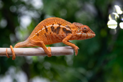 Holdbacks/Individuals: Ambilobe offspring from "Ny-nofy" (AKA The Dream) x "Safo-drano" (AKA Deluge) - Hatched March 2025 - Female #2