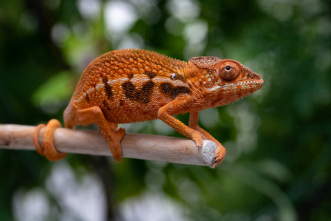 Holdbacks/Individuals: Ambilobe offspring from "Ny-nofy" (AKA The Dream) x "Safo-drano" (AKA Deluge) - Hatched March 2025 - Female #2