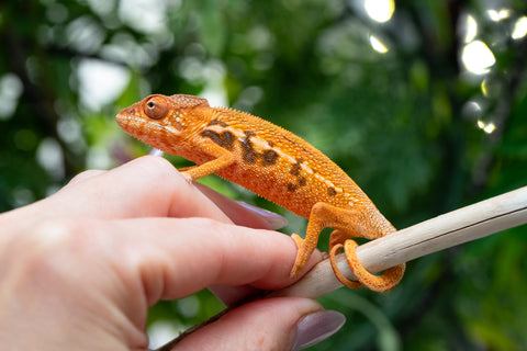 Holdbacks/Individuals: Ambilobe offspring from "Ny-nofy" (AKA The Dream) x "Safo-drano" (AKA Deluge) - Hatched March 2025 - Female #2