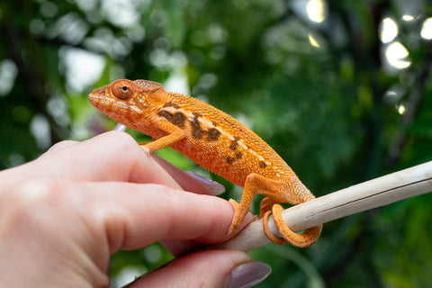 Holdbacks/Individuals: Ambilobe offspring from "Ny-nofy" (AKA The Dream) x "Safo-drano" (AKA Deluge) - Hatched March 2025 - Female #2