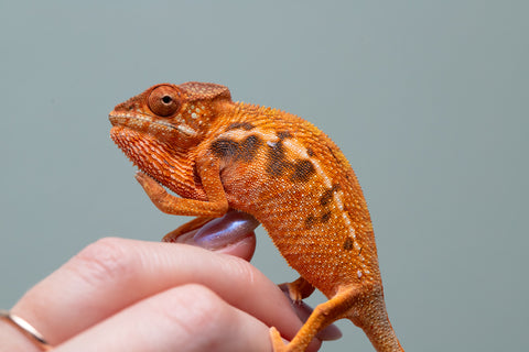 Holdbacks/Individuals: Ambilobe offspring from "Ny-nofy" (AKA The Dream) x "Safo-drano" (AKA Deluge) - Hatched March 2025 - Female #2